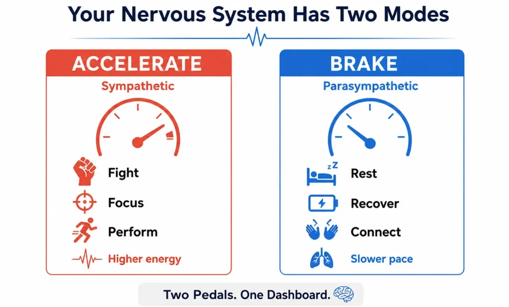 Infographic titled "Your Nervous System Has Two Modes" contrasting the Accelerate (Sympathetic) mode with the Brake (Parasympathetic) mode.